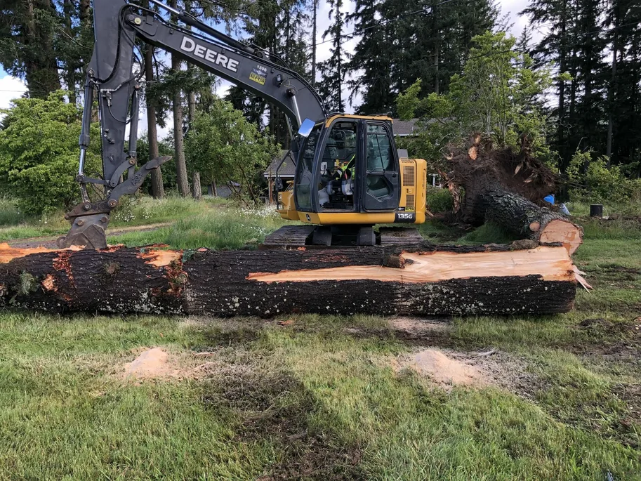 Excavator beside a large felled tree trunk and its upturned root ball on a lawn, tree removal